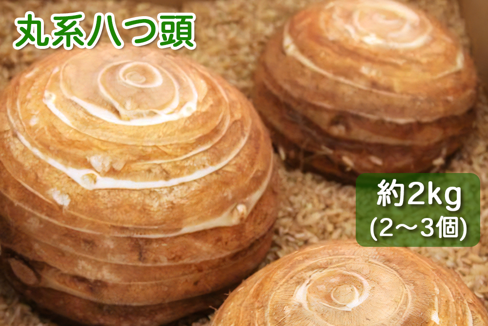 丸系八つ頭（サトイモの一種）約２kg 2～3個 皮むき簡単 ホクホク食感 お正月のおせち料理に【2025年12月中旬以降配送】 [0200]