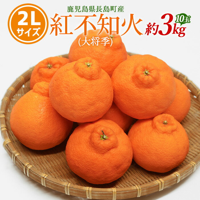 【ふるさと納税】【先行予約】紅不知火（大将季） 2Lサイズ 10玉入り 約3kg【山上農園】yamagami-779R7
