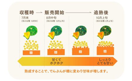 特別なカボチャ ikkaプレミアム【8月-9月発送】 野菜 南瓜 甘い ホクホク 