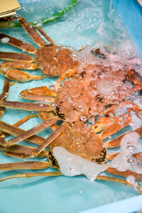 .ご自宅用　活訳あり松葉ガニ　お任せ大満足の5kgセット  | カニ 松葉ガニ 活 美味しさに 訳あり 大容量 【着日指定不可】※2025年11月上旬～2026年3月下旬頃に順次発送予定