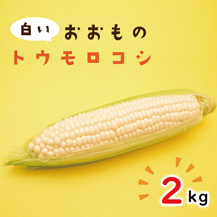 【ふるさと納税】6月下旬より発送 数量限定 白いおおもの(トウモロコシ)2kg とうもろこし トウモロコシ コーン 生 産地直送 野菜 やさい 夏野菜 甘い 糖度 真っ白 純白 期間限定 水戸市 茨城県（AY-5）