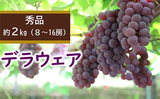 
                  【令和8年産先行予約】 デラウェア 約2kg (8～16房 秀) 《令和8年7月下旬～8月下旬発送》 『カネタ髙橋青果』 ぶどう ブドウ 葡萄 デラウエア 山形県 南陽市 [2676]
                