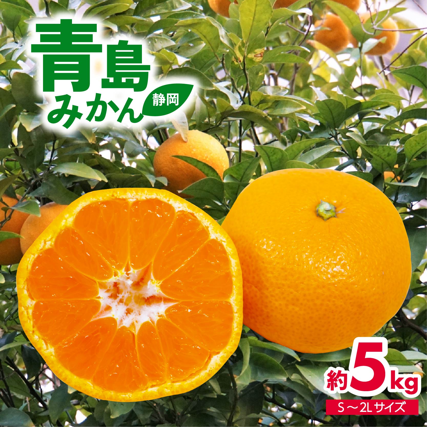 【ふるさと納税】 先行予約 青島みかん S-2L 約 5kg 果物 国産 フルーツ 柑橘 蜜柑 ミカン ビタミン 静岡県産 特産品 贈答用 ギフト 高級 甘い 美味しい 旬 冬 季節限定 産地直送 2026年1月中旬より順次出荷 家族 健康 おやつ デザート 藤枝市 静岡県