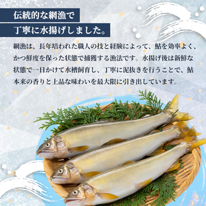 【2026年夏発送】 天然鮎 網獲り 約1.5kg（約21匹〜33匹）