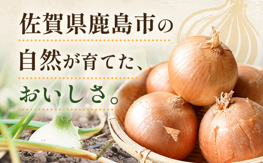 B-916 ＼生産者直送／佐藤農場が育てた鹿島市産玉ねぎ 10kg｜ 鹿島市産 玉ねぎ 佐藤農場 産地直送 新鮮 野菜 大容量