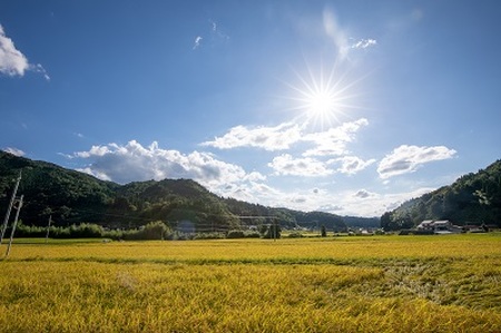 島根県飯南町産こしひかり（２kg×４袋） ×６回 【 米 コシヒカリ ブランド米 小分け 便利 贈答用 プレゼント 精米 玄米 新米 選択可能 D-65 】