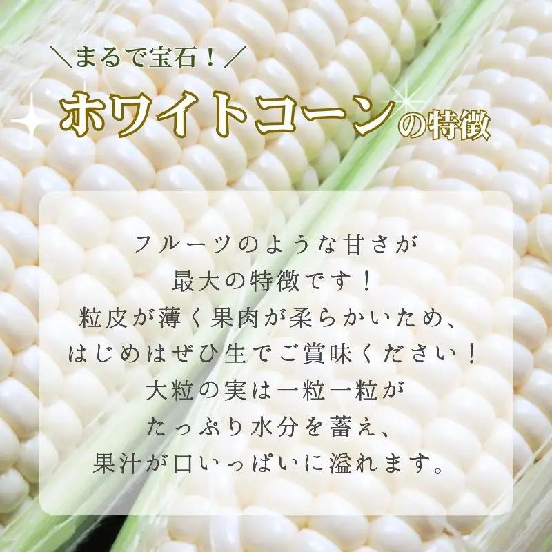 とうもろこし ホワイトコーン 10本 京丹後産 京都