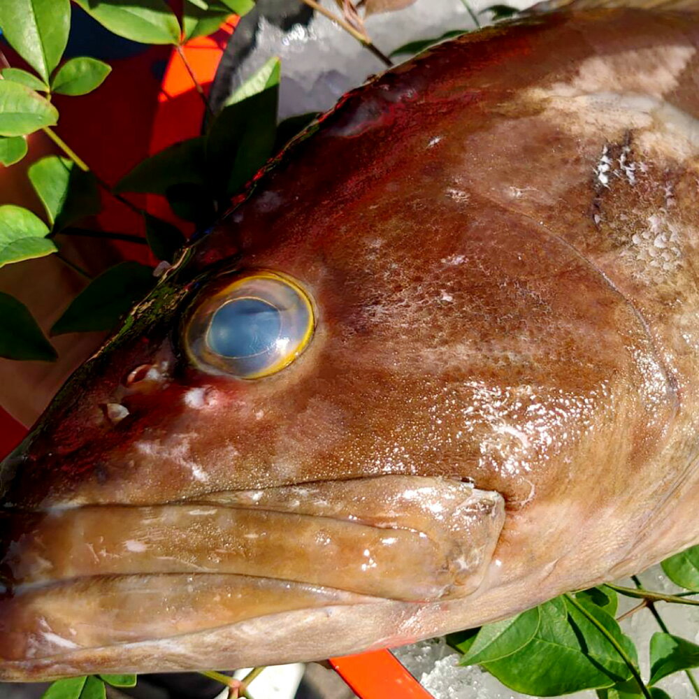 【ふるさと納税】丸ごと1匹お届け!長崎近海 天然アラ（クエ） 3kg台（3.2~3.8kg/5~6人前） くえ あら 高級魚 魚介類 鮮魚 水産物 刺身 鍋料理 鍋 冷蔵 長崎県産 国産 九州 長崎県 長崎市 送料無料 【2025年9月下旬～2026年2月下旬迄発送予定】