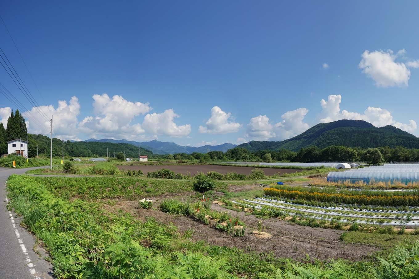 かすみ草を栽培する上野原農場