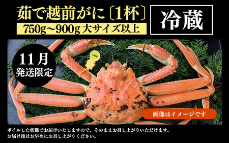 【先行予約】【11月発送限定】茹で越前がに 1杯 750g～900g（大サイズ以上）《新鮮！茹でたてを発送》／ 高級 福井 ブランド ズワイガニ 黄色タグ ボイル 冷蔵 蟹 カニ 期間限定 ※2026