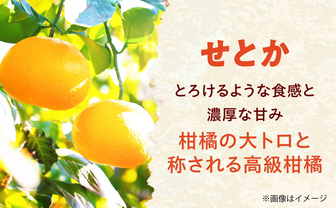 柑橘 蜜柑 みかん ミカン せとか 訳あり 訳アリ 3kg 小玉 愛媛