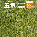 【ふるさと納税】【選べる枚数】玉竜 タマリュウ たまりゅう2枚／4枚／6枚／30枚／60枚／90枚／120枚 植物 プラント 芝生 ガーデニング ガーデニング用品 造園 下草 草抑え 高知県 香美市 送料無料