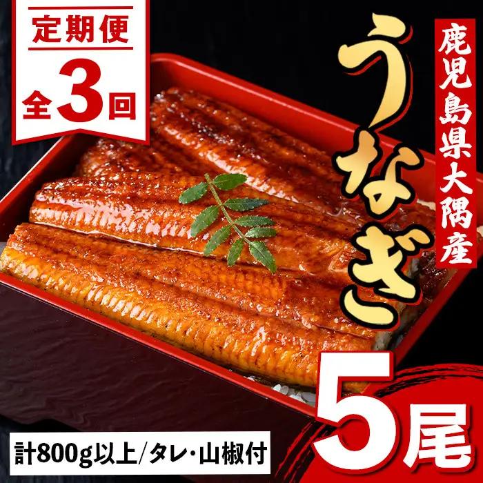 ＜定期便・計3回(連続)＞うなぎ蒲焼・大(有頭)(5尾・計800g以上×3回、タレ、山椒付)鹿児島 国産 鰻 うなぎ ウナギ 蒲焼き うな丼 うな重 ひつまぶし 土用の丑の日 真空パック お土産 贈答 ギフト プレゼント【一般社団法人きもつき宇宙協議会】E57005