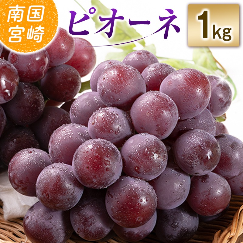 【令和8年発送 先行予約】小林市産 ピオーネ 1kg（ぶどう ブドウ ピオーネ フルーツ 果物 くだもの 先行受付 限定）【令和8年発送 先行予約】小林市産 ピオーネ 2kg（ぶどう ブドウ ピオーネ フルーツ 果物 くだもの 先行受付 限定）