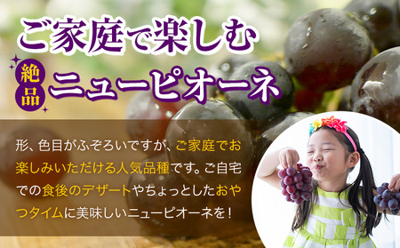 【2026年先行予約】ご家庭用 岡山県産 ニューピオーネ 約1.2kg 2-3房 晴れの国 おかやま館(つむぐ株式会社)《2026年8月下旬-10月上旬頃出荷》岡山県 浅口市 マスカット ぶどう 葡萄