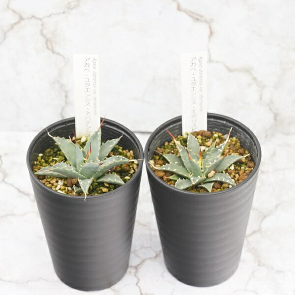 【ふるさと納税】アガベ・ネバデンシス＆エボリスピナ 2種セット 3.5号鉢 四国ガーデン 人気 多肉植物 インテリア 観葉植物 グリーン リラックス｜C90