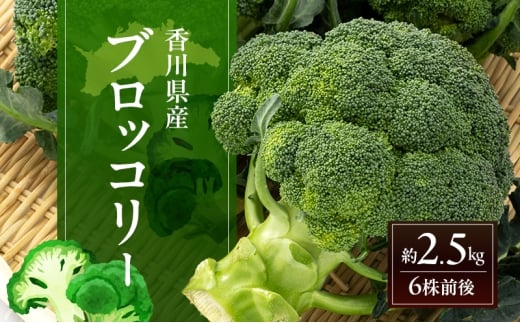 [№5911-0428]ブロッコリー 約2.5kg (6株前後) 野菜