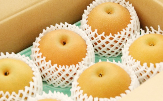市川産　梨　あきづき　3kg　【12203-0463】 なし ナシ 市川のなし 果物 くだもの フルーツ 市川市 ヤマニ果樹農園