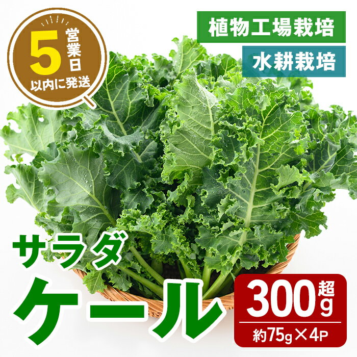 【ふるさと納税】【農薬不使用】水耕栽培 ( 植物工場栽培 ) サラダケール (冷蔵) 計300g以上 (約75g×4P) ｜ ケール サラダケール 野菜 ベジタブル 水耕栽培 冷蔵 フレッシュ サラダ 農薬不使用 すぐ 届く スピード発送