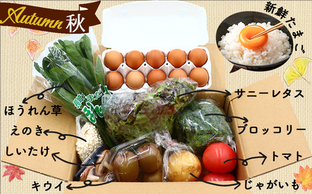 【12回定期便】雲仙こだわり野菜セット 野菜7～8品目＋フルーツ1品目＋太陽卵10個 詰め合わせ [吉岡青果 長崎県 雲仙市 item1276] 野菜 フルーツ 卵 セット 旬の野菜