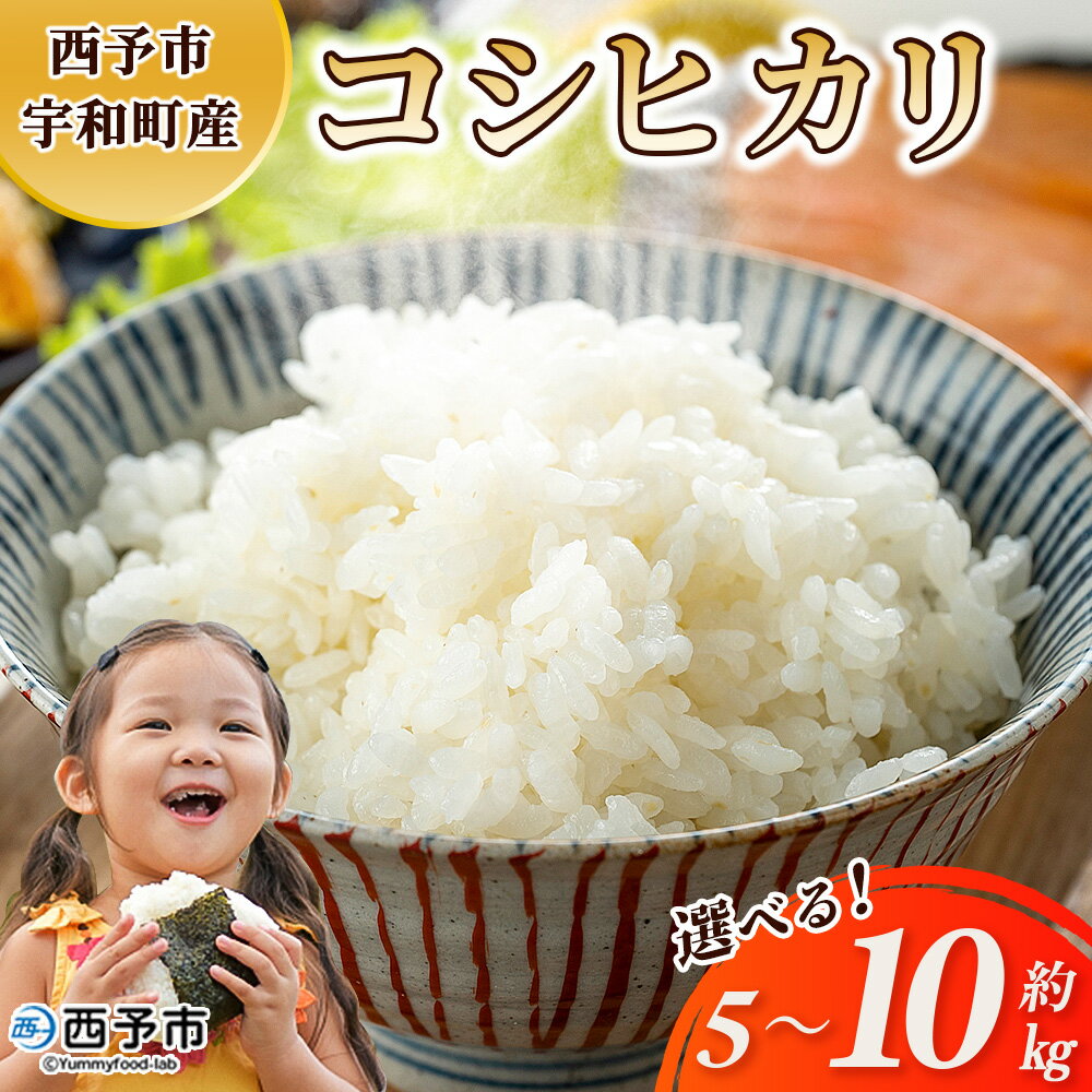 【ふるさと納税】新米＜令和7年産 コシヒカリ 約5kg/約10kg 西予市宇和町産＞ 選べる 5キロ 10キロ 白米 精米 こしひかり 米 お米 コメ こめ 宇和米 新米 うわまい ご飯 ごはん ライス 送料無料 産地直送 天川農園 愛媛県 西予市【常温】『2025年9月中旬～12月迄に順次発送』