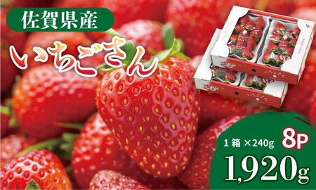 【先行予約令和8年1月配送開始】佐賀県産 いちごさん （ 240g×8P ）有明・潮風ファーム 直送品 果物 くだもの フルーツ 人気 ランキング 高評価 苺 イチゴ C250-015