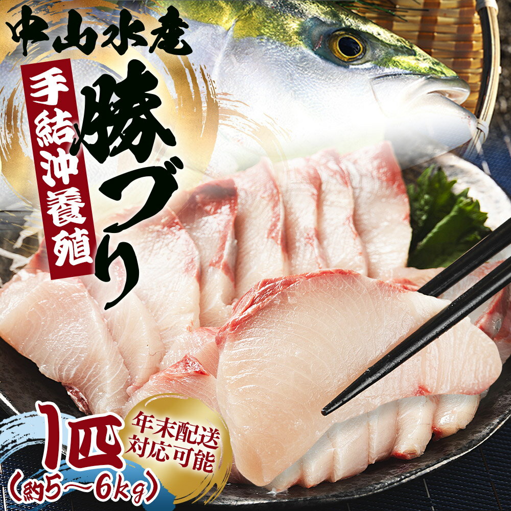 【数量限定】中山水産 手結沖養殖「勝ブリ」1匹（5kg〜6kg）- 期間限定 魚 ぶり 鰤 寒ブリ 海鮮 鮮魚 魚介類 海の幸 ギフト お刺身 煮物 焼き魚 おかず 産地直送 のし対応可 送料無料 高知県 香南市【冷蔵】