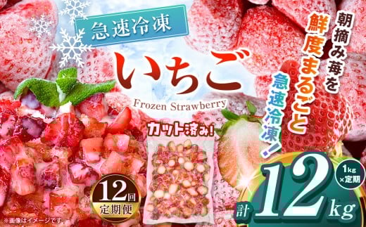 【栃木県共通返礼品】【定期便12回】冷凍いちご 1kg | 定期便 いちご とちあいか 冷凍 冷凍イチゴ スイーツ ジャム スムージー たっぷり 大粒  甘い 美味しい 果物 デザート 栃木県 那珂川町 送料無料
