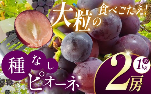 【2026年先行予約】 長野県産 絶品！ 種なしピオーネ 2房 【9月下旬頃～順次発送予定】| 果物 くだもの フルーツ 葡萄 ぶどう ブドウ ピオーネ 種無し 種なし 長野県 塩尻市