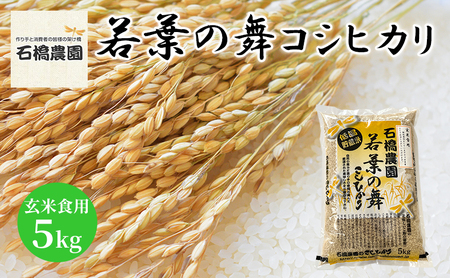 コシヒカリ 若葉の舞 玄米 千葉県産 コシヒカリ【5kg】