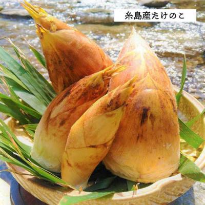 ふるさと納税 糸島市 糸島峠の 筍 痺れる辛さが やみつき 筍 食品添加物無添加【糸島食品】[ABE012] |  | 01