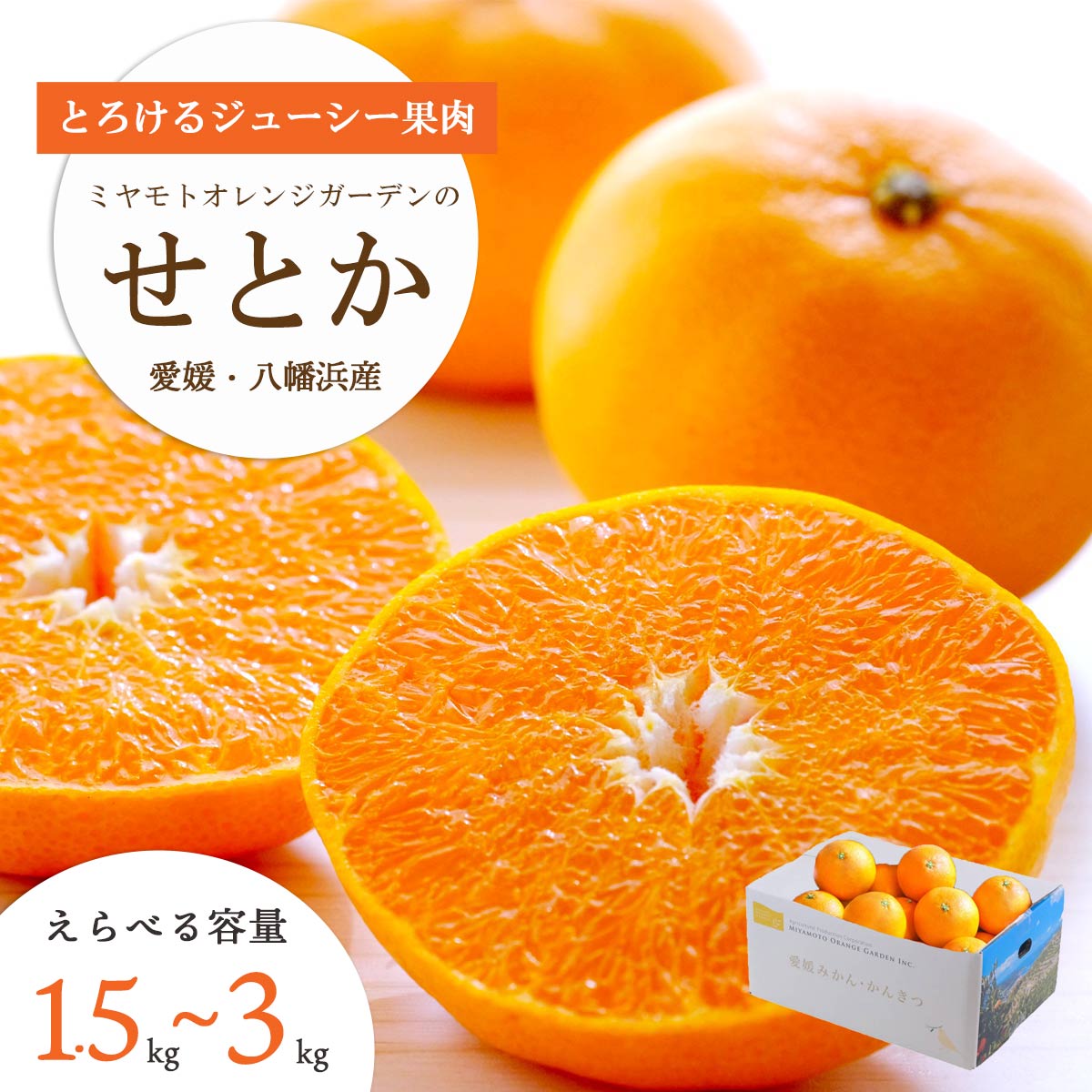 【ふるさと納税】【2026年2月以降発送】とろける濃厚果肉 せとか (1.5kg/2kg/3kg) 愛媛県八幡浜産_ せとか 柑橘 フルーツ 果物 くだもの みかん 人気 おすすめ 送料無料 愛媛県 八幡浜 濃厚 甘い 【G1044414】