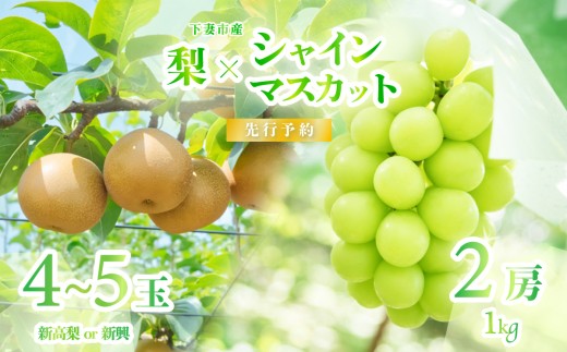 【 2026年 先行予約 】 シャインマスカット ＆ 梨 食べ比べセット シャインマスカット 2房 約1kg以上＋梨 4~5玉（新高梨または新興） 【 2026年9月中旬～10月上旬頃発送予定 】 【 フルーツ 果物 ぶどう ブドウ 葡萄 シャイン マスカット 梨 新高梨 新興 茨城県産 国産 人気 農園 スイーツ お取り寄せ 】
