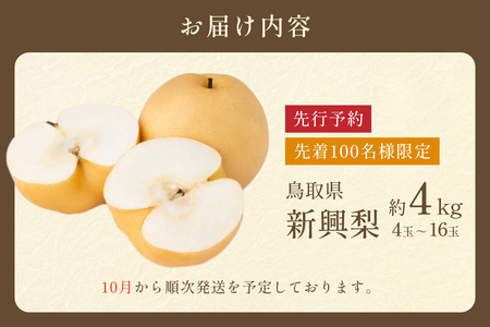 先行予約 新興梨（しんこうなし）4kg｜鳥取 果物 フルーツ なし 梨【41036】