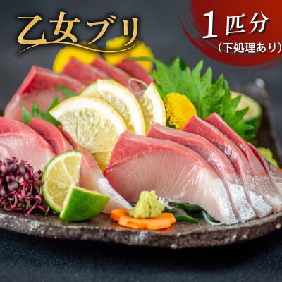ふるさと納税 須崎市 【本場須崎のブランド】 乙女 ブリ 丸ごと1本 約3kg (半身皮つき、半身皮なし、アラ入り)