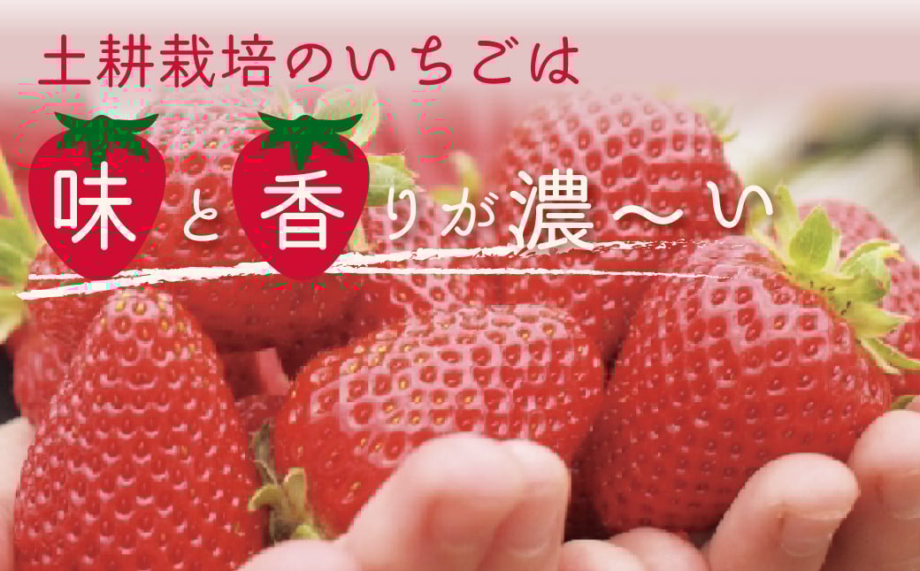 こだわりの土耕栽培で育てた味と香りが濃い苺「いばらキッス」を朝採れの新鮮なままお届け