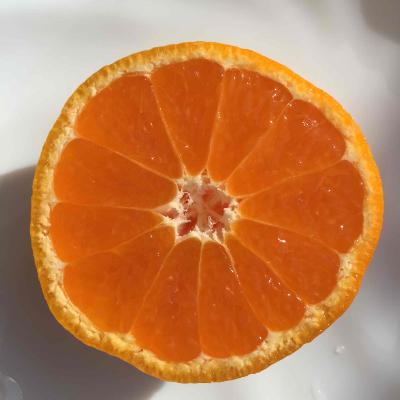 ふるさと納税 紀の川市 【和田果樹園】紀の川市産　温州みかん3kg+キウイフルーツ8個 |  | 02