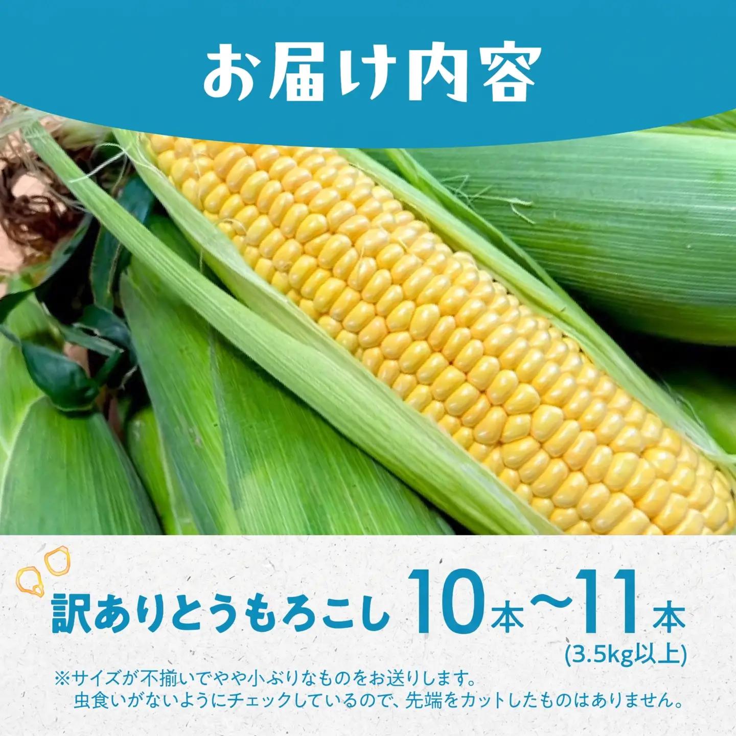 ＜先行予約＞ 朝採り とうもろこし 訳ありも選べる 10本～11本 (3.5kg以上) 訳あり とうもろこし 冷蔵 糖度 フルーツ くらい 甘い 田原市 トウモロコシ コーン おやつ スイーツ コーン