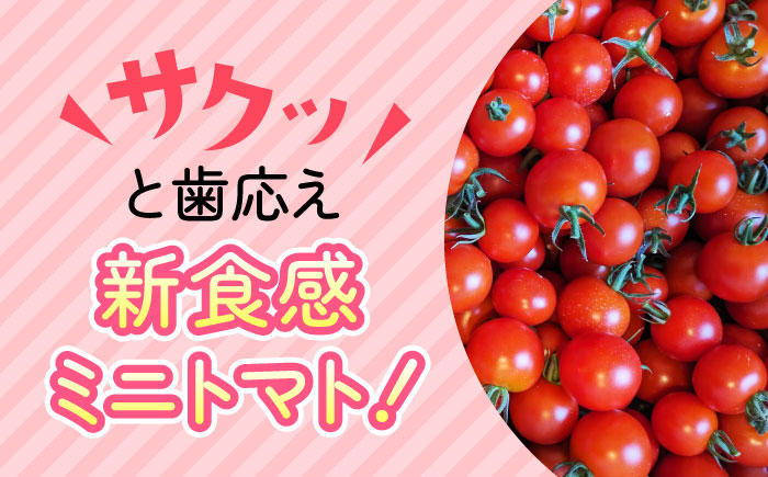 【7月中旬より順次発送】甘みと酸味の絶妙なバランス！ミニトマト「ほれまる」 約2kg 【梶原耕藝】 [YDQ001]