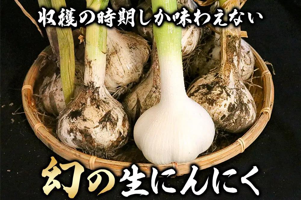 先行受付 青森県産にんにく 幻の生にんにく 5玉（中～大玉）【6月下旬発送】