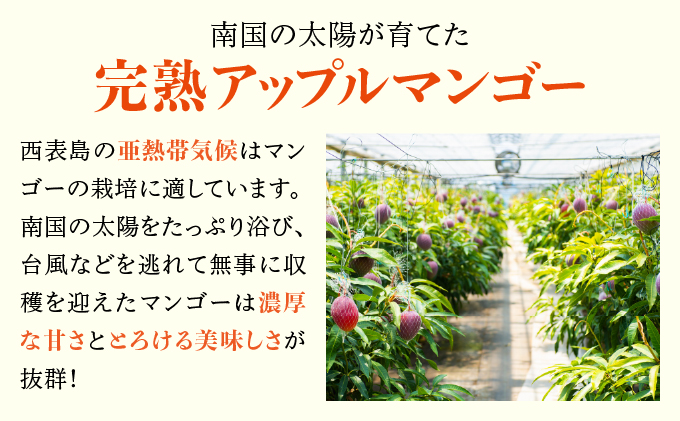 2025年6月中旬発送予定。『箱を開けた瞬間から、至極のひと時を』西表島プレミアムマンゴー900g