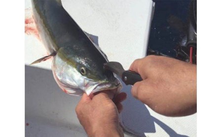 H34-08 サビナイフ9 SHARK-RAY（シャークレイ）（イエロー）