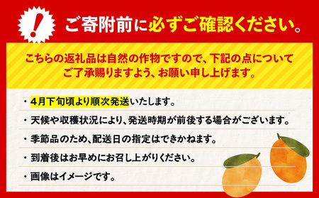 旬の朝採り！ 鹿児島 桜島産びわ 2箱（秀品） K343-001_02 果物 フルーツ
