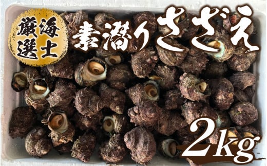 【海士厳選】素潜りさざえ2.0kg／ さざえ 生 つぼ焼き お刺身 海鮮BBQ 海鮮バーベキューセット bbq バーベキュー 貝 ギフト 海鮮 贈り物 誕生日 プレゼント 贈答 海鮮 お取り寄せ 冷蔵 お中元 お歳暮 産地直送 海直送 送料無料