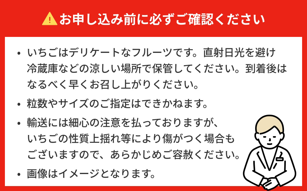 【2026年1月中旬発送開始】 いちご ちおとめ 恋みのり にこ