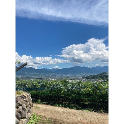 ピオーネ2房(1.3～1.5kg)【配送不可地域：離島】