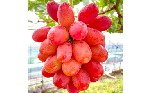 皮ごと食べられる、パリッとはじける食感が特徴の種なしぶどう