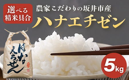 【令和7年産】坂井市産 ハナエチゼン 5kg 【白米】 米 コメ お米 華越前 [A-10212_01]