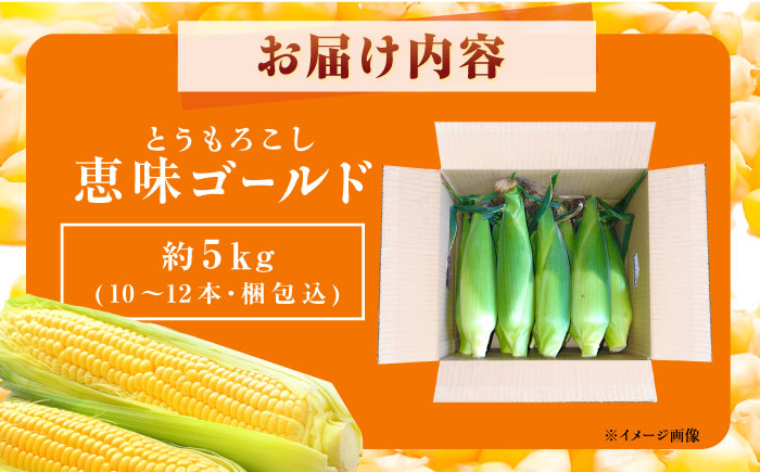 とうもろこし 恵味ゴールド 約5kg(梱包込) / 野菜 やさい コーン / 恵那市 / 大島農園 [AUEH001]