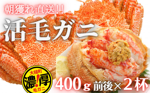 【令和7年発送】【期間限定2月〜4月発送】三陸産 三陸活毛ガニ 400g×2杯 (2尾)【配送日指定不可】　